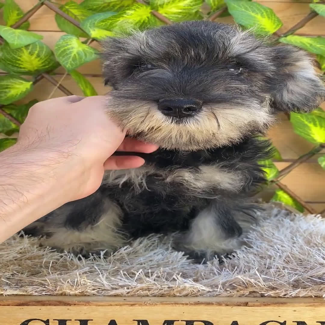 Schnauzer Miniatura perros en venta: Camada de Antía - Video 4