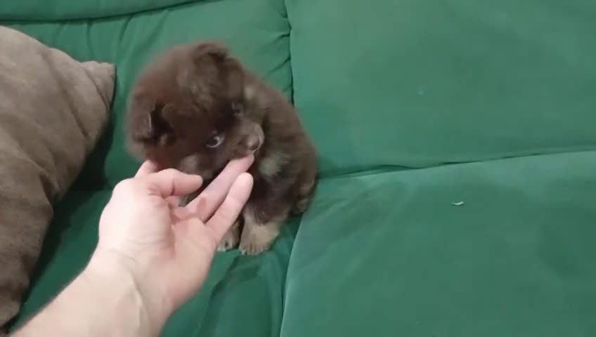 Pomerania perros en venta: Pomerania macho  - Video 1