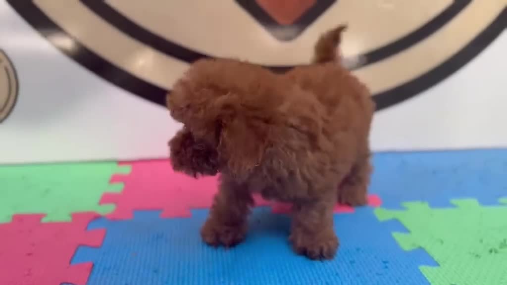 Caniche Toy perros en venta: CANICHE TOY - Video 3