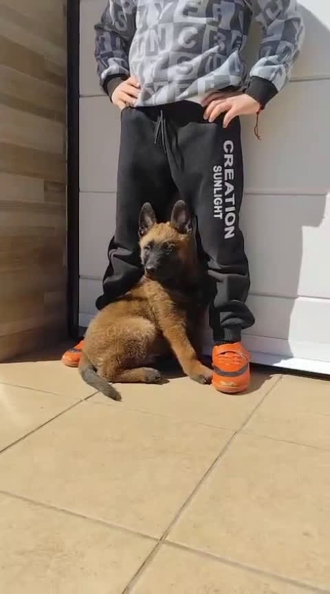 Pastor Belga Malinois perros en venta: Último macho de Malinois - Video 1