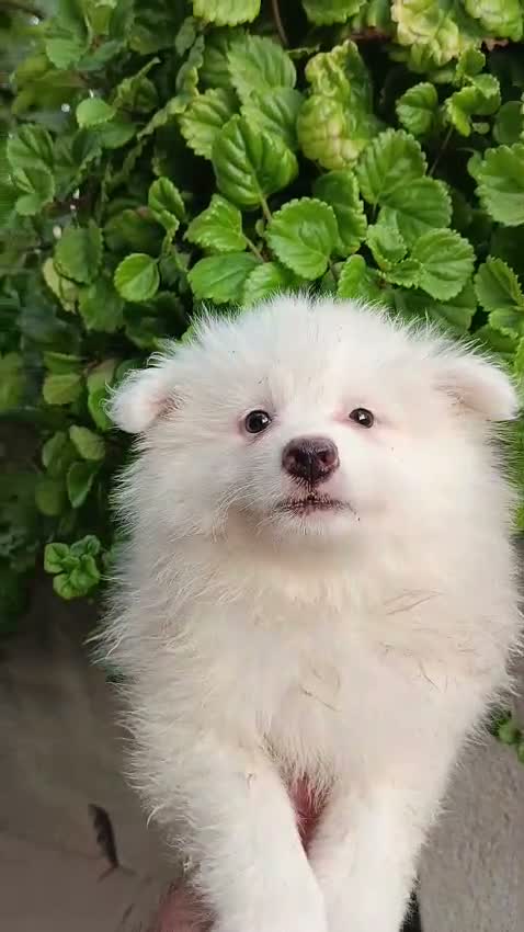 Pomerania perros en venta: Pomerania - Video 2