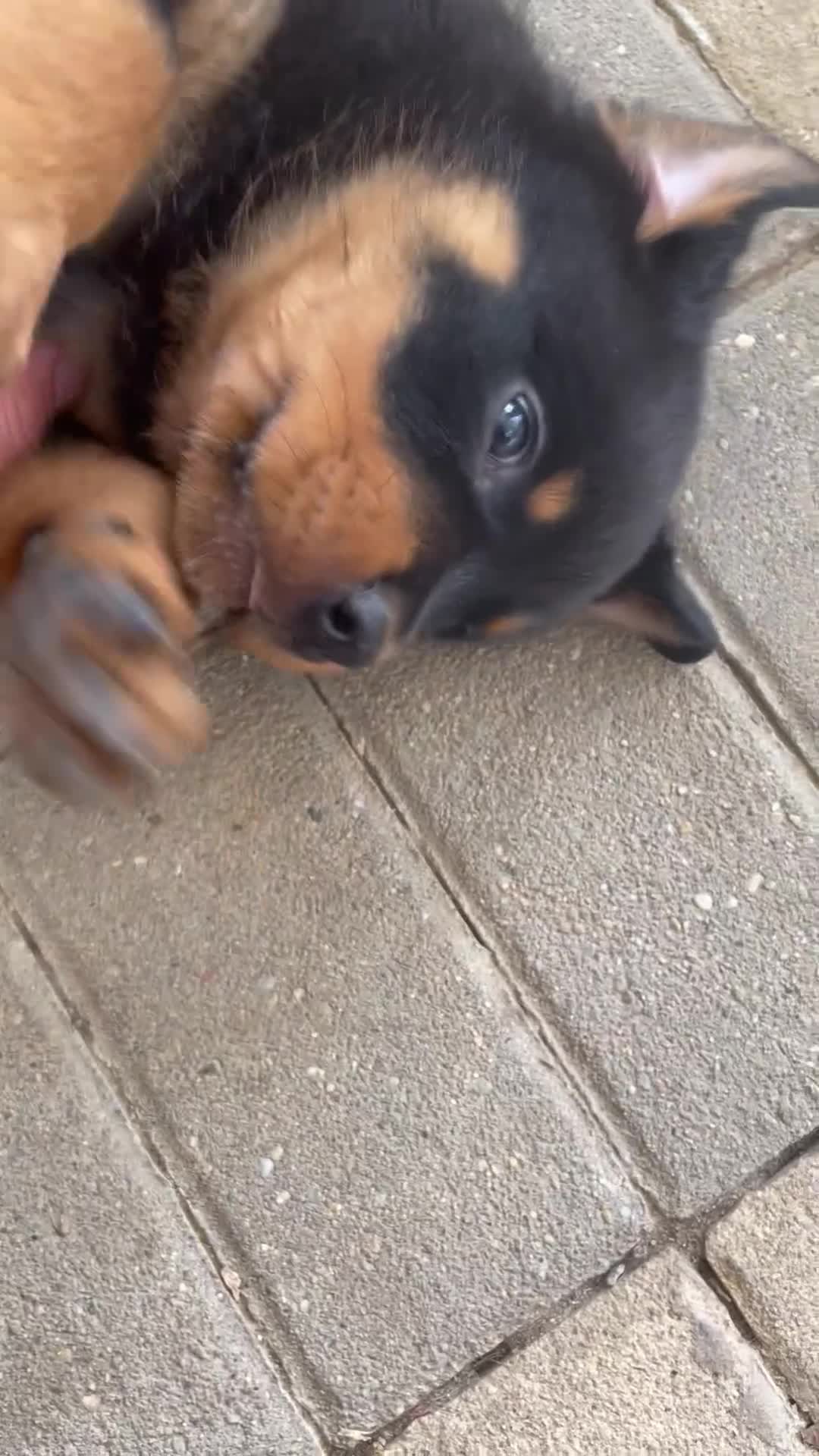 Rottweiler perros en venta: Rottweiler cachorro - Video 1