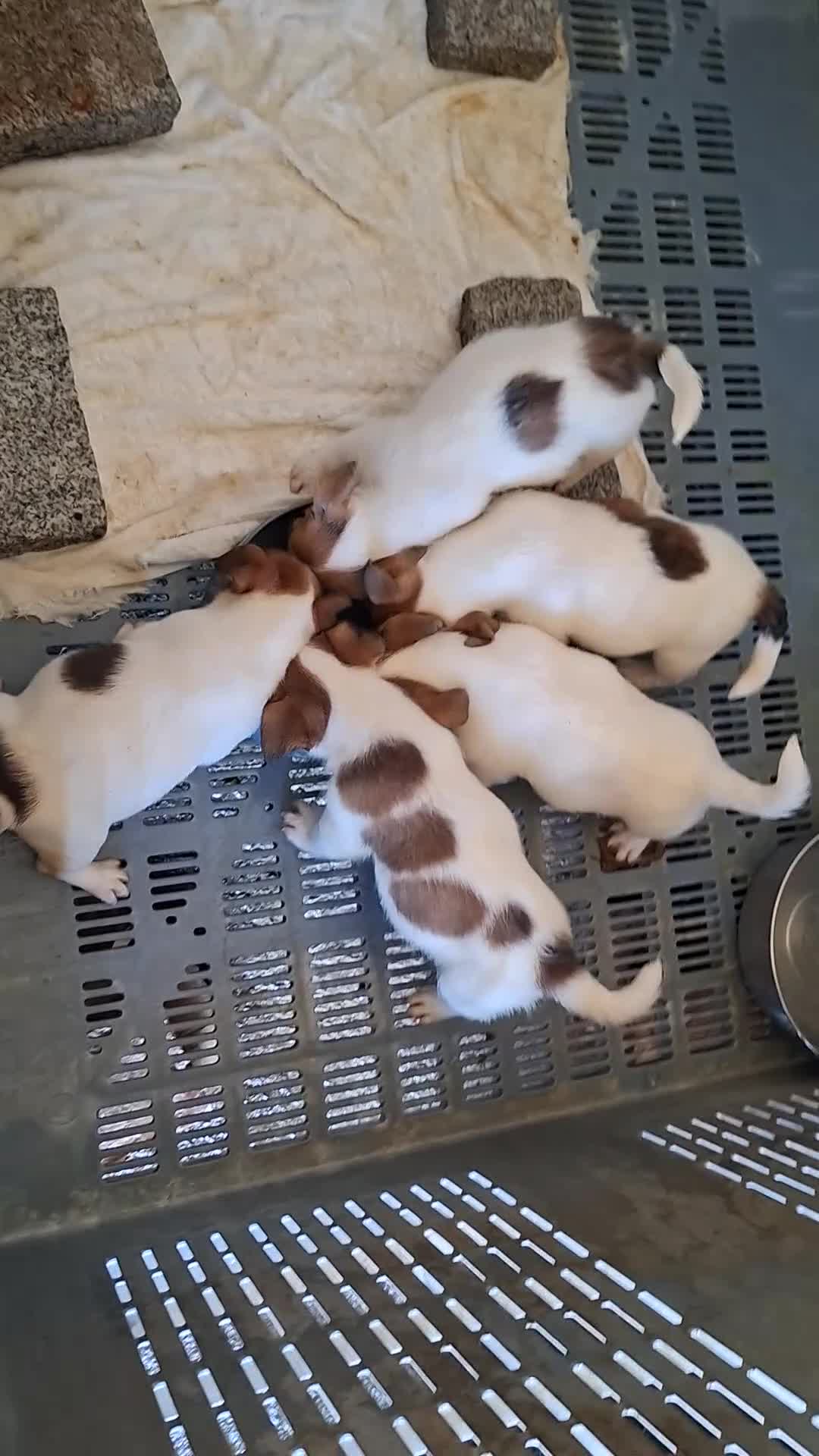 Jack Russell Terrier perros en venta: Jack russell cachorros - Video 1