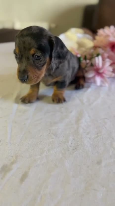 Teckel Miniatura perros en venta: Cachorra mini arlequín plata  - Video 1