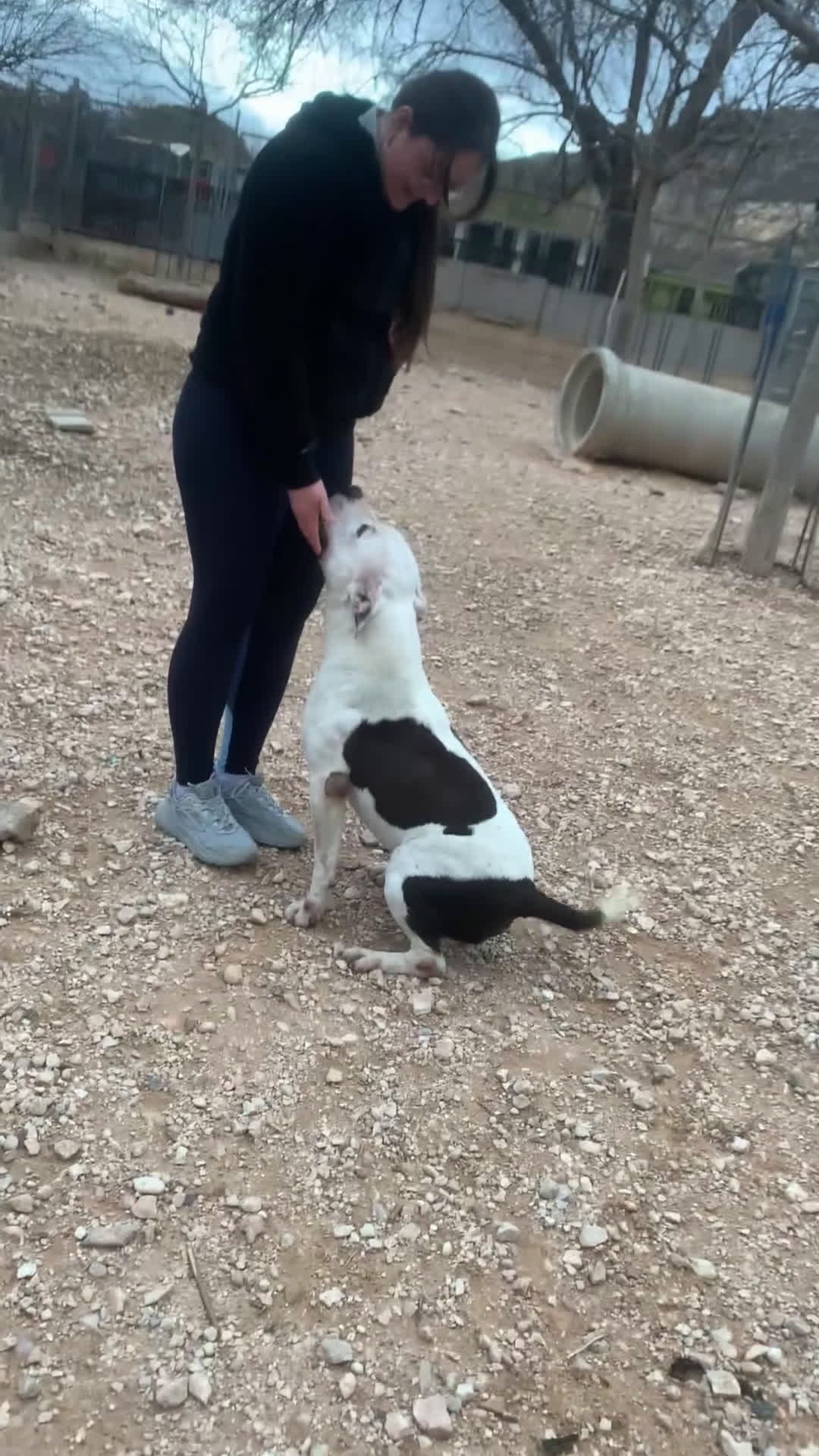 American Staffordshire-Terrier perros en adopcion: Aquiles ❤️ en Adopción  - Video 1