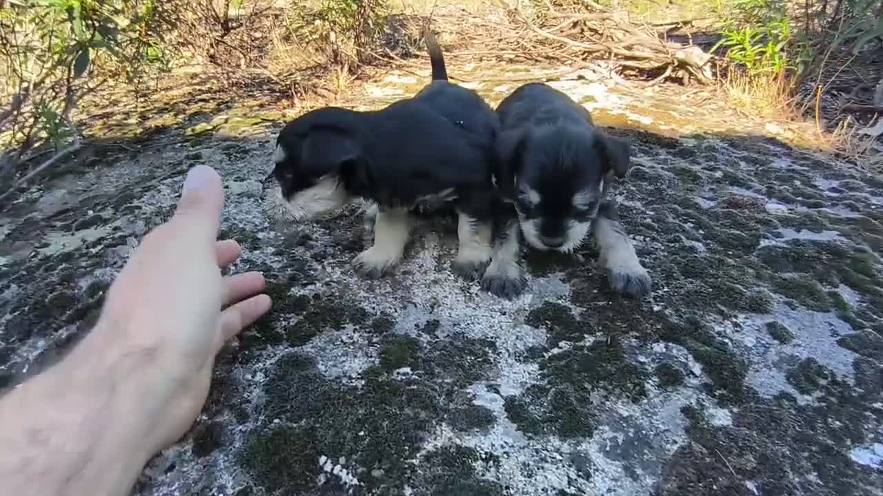 Schnauzer Miniatura perros en venta: Camada de shazaucer  - Video 1