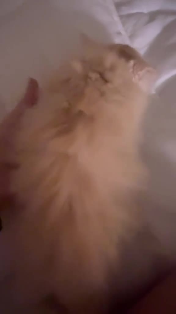 Persa gatos en venta: Gatos persas - Video 2