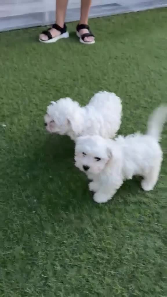 Bichón Maltés perros en venta: Bichon maltes  - Video 1