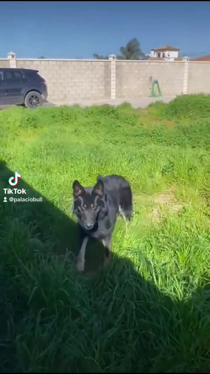 Pastor Alemán perros en venta: Cachorros pastor alemán de trabajo - Video 1