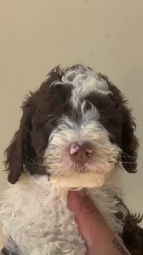 Perro de Agua Español perros en venta: PERRO DE AGUA  - Video 1