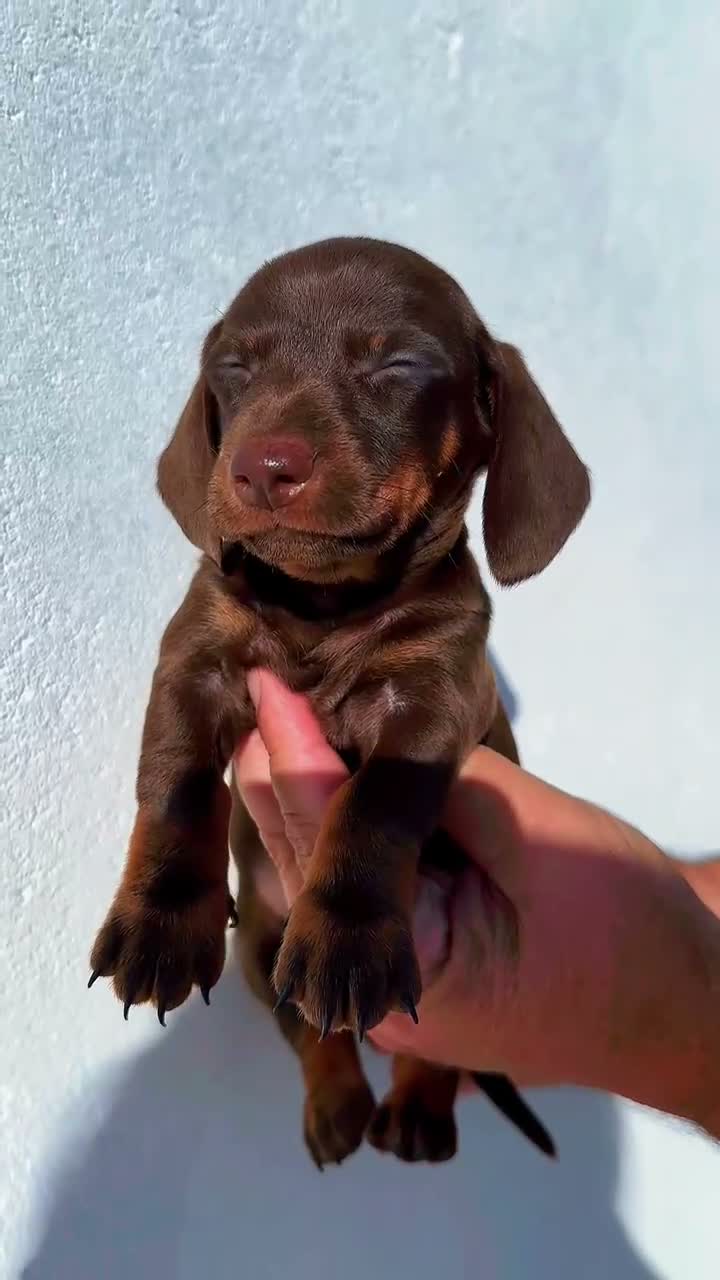 Teckel Miniatura perros en venta: Teckel chocolate - Video 1