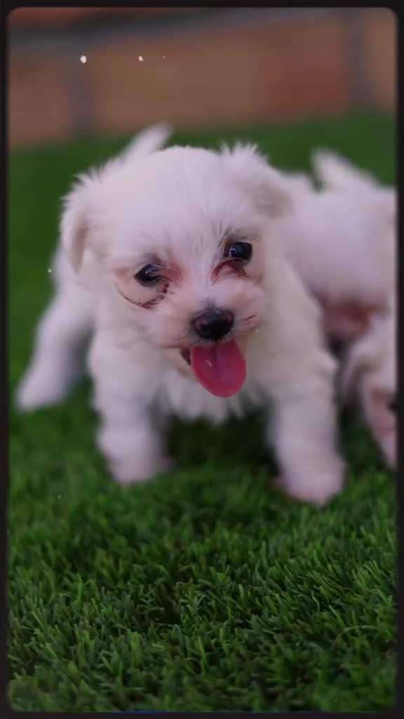 Bichón Maltés perros en venta: Bichon maltés  - Video 1