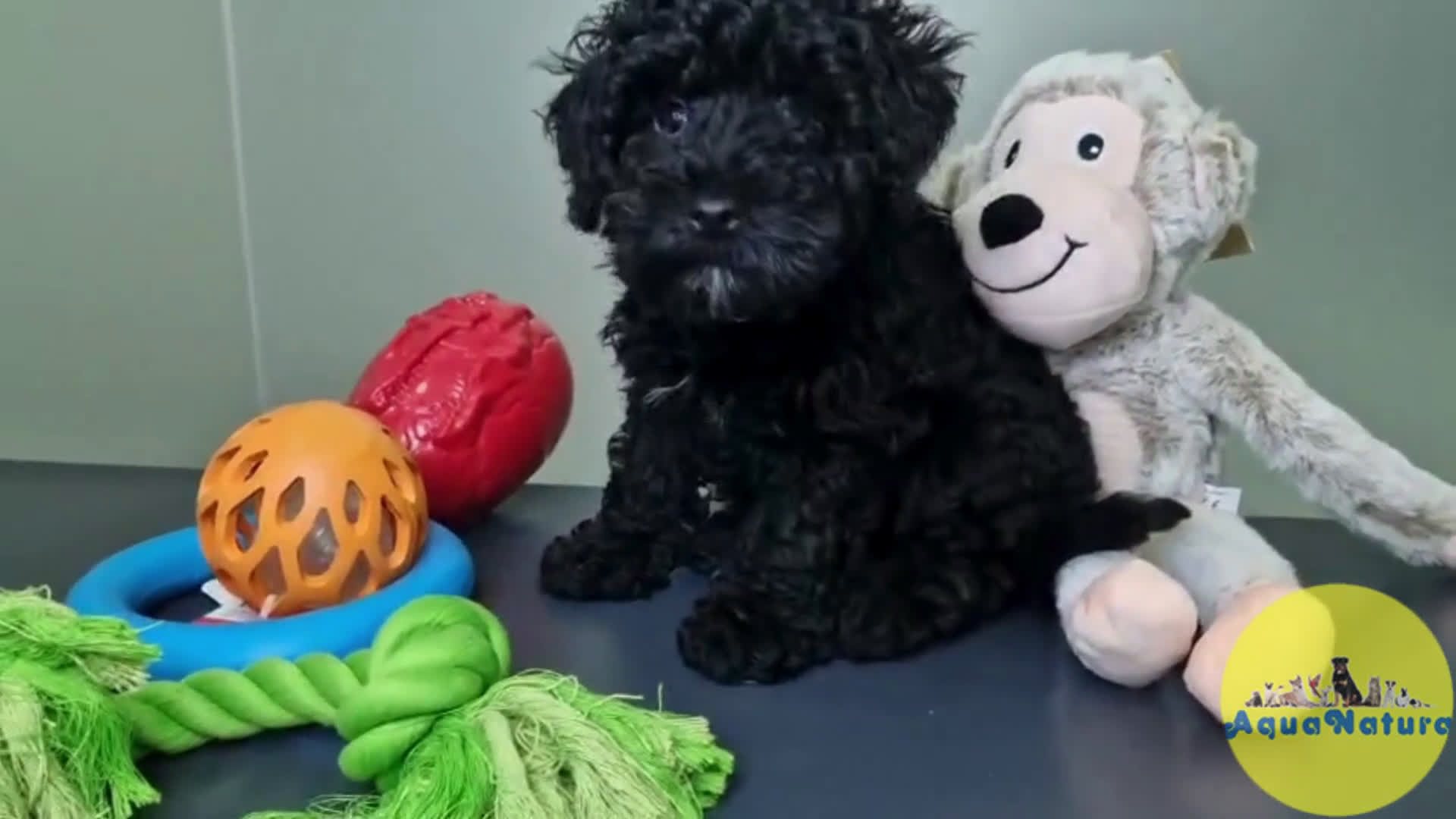 Caniche Enano perros en venta: Caniche Hembra CJMM 4801 AQUANATURA - Video 1