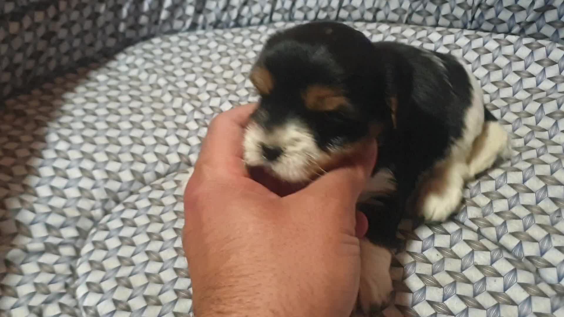 Biewer Yorkshire Terrier a la Pom Pon perros en venta: Biewer con pedigree excelente cachorros - Video 1