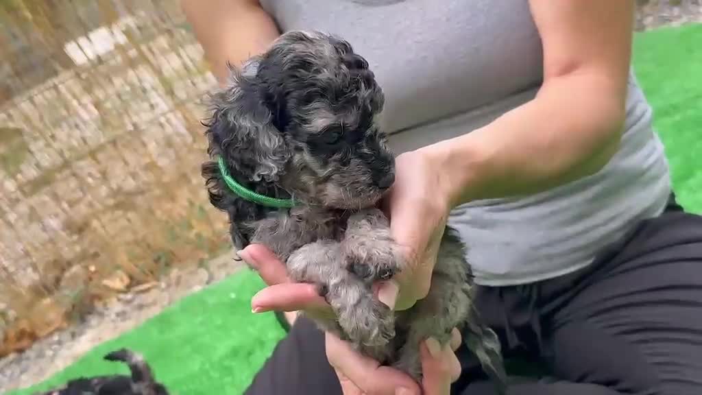 Caniche Toy perros en venta: Caniches - Video 3