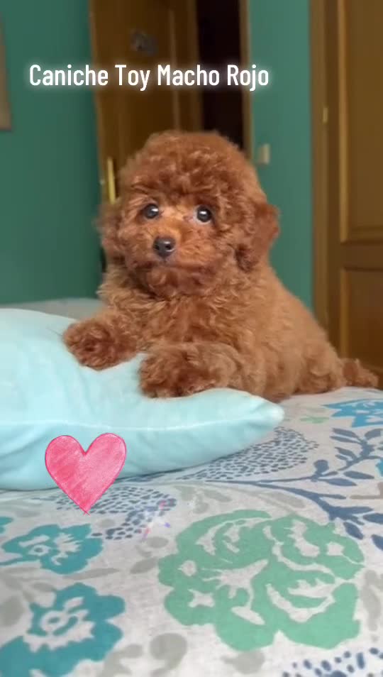 Caniche Toy perros en venta: Caniche Toy rojo  - Video 1