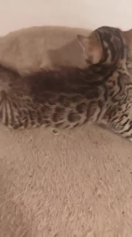 Bengalí gatos en venta: GATITOS BENGALI - Video 2