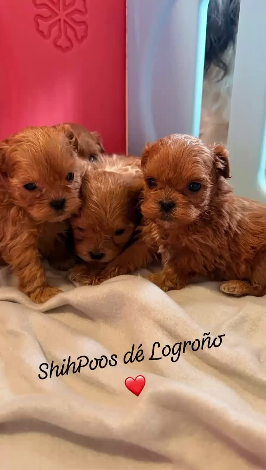 Shihpoo perros en venta: ShihPoo Cachorritos dorados y rojos - Video 1