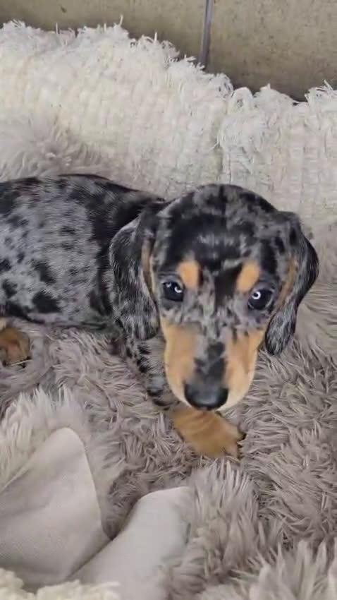 Teckel perros en venta: Comprar y vender teckel kanichen y miniatura  - Video 1