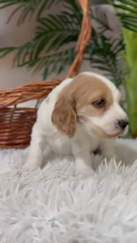 Cocker Spaniel Inglés perros en venta: COCKER SPANIEL INGLES - Video 1