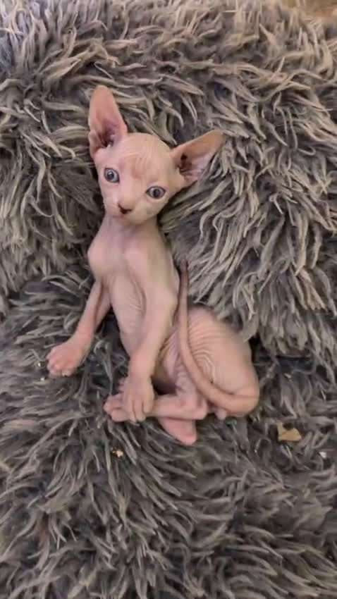 Sphynx gatos en venta: GATO EGIPCIO MACHO - Video 1
