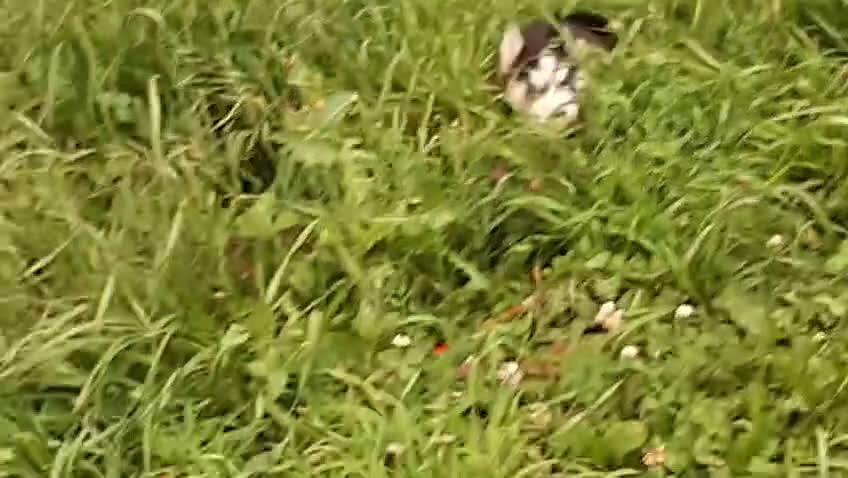 Husky Siberiano perros en venta: Cachorros de husky siberiano ojos azules  - Video 1