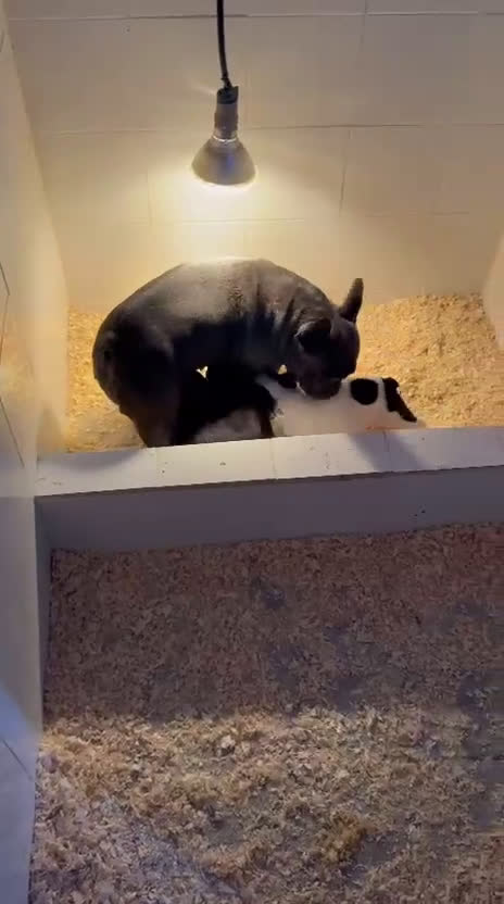 Bulldog Francés perros en venta: Bulldog francés hembra negras muy buena morfologia - Video 2