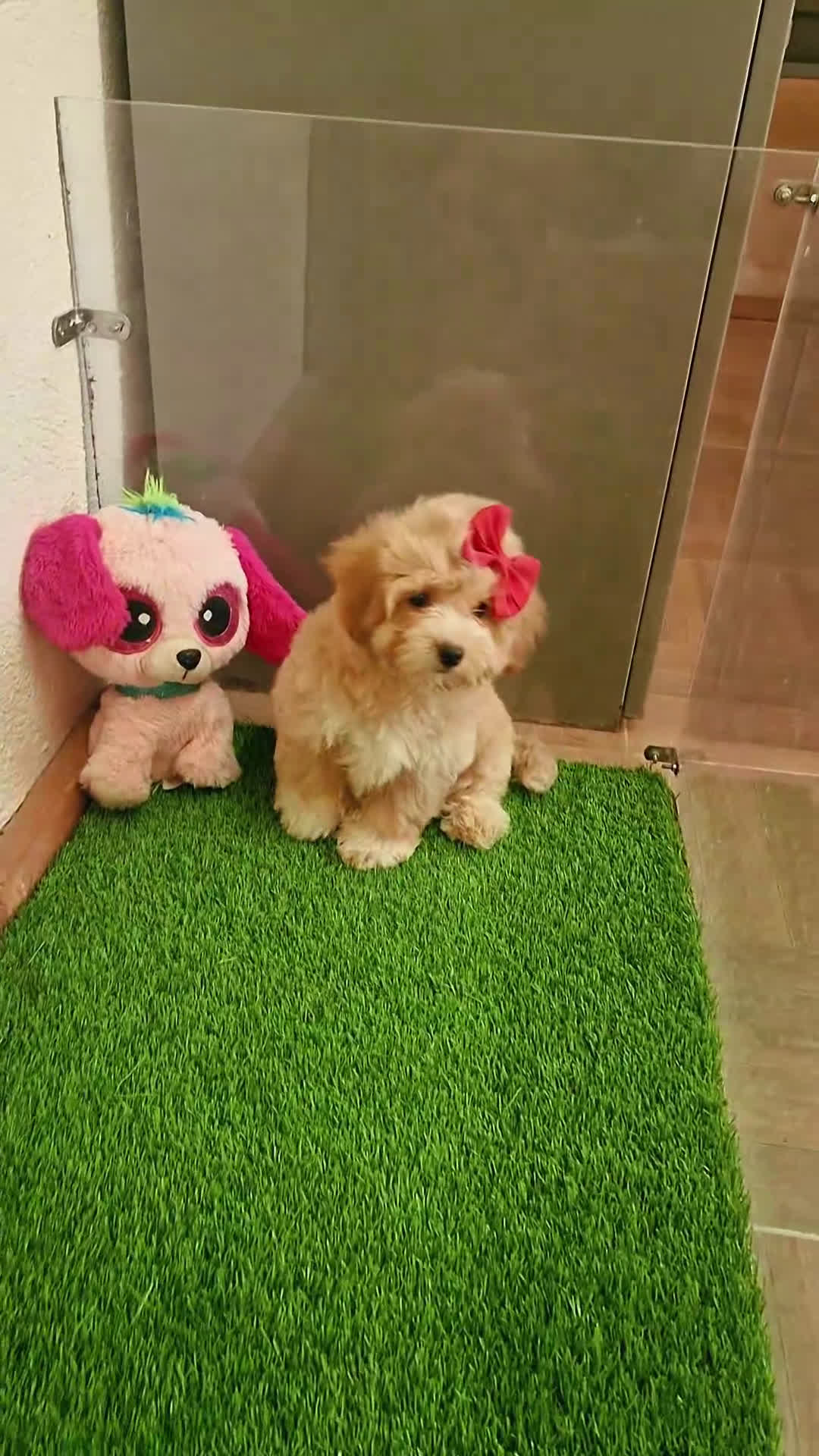 Maltipoo perros en venta: Maltipoos espectaculares linea coreana - Video 2