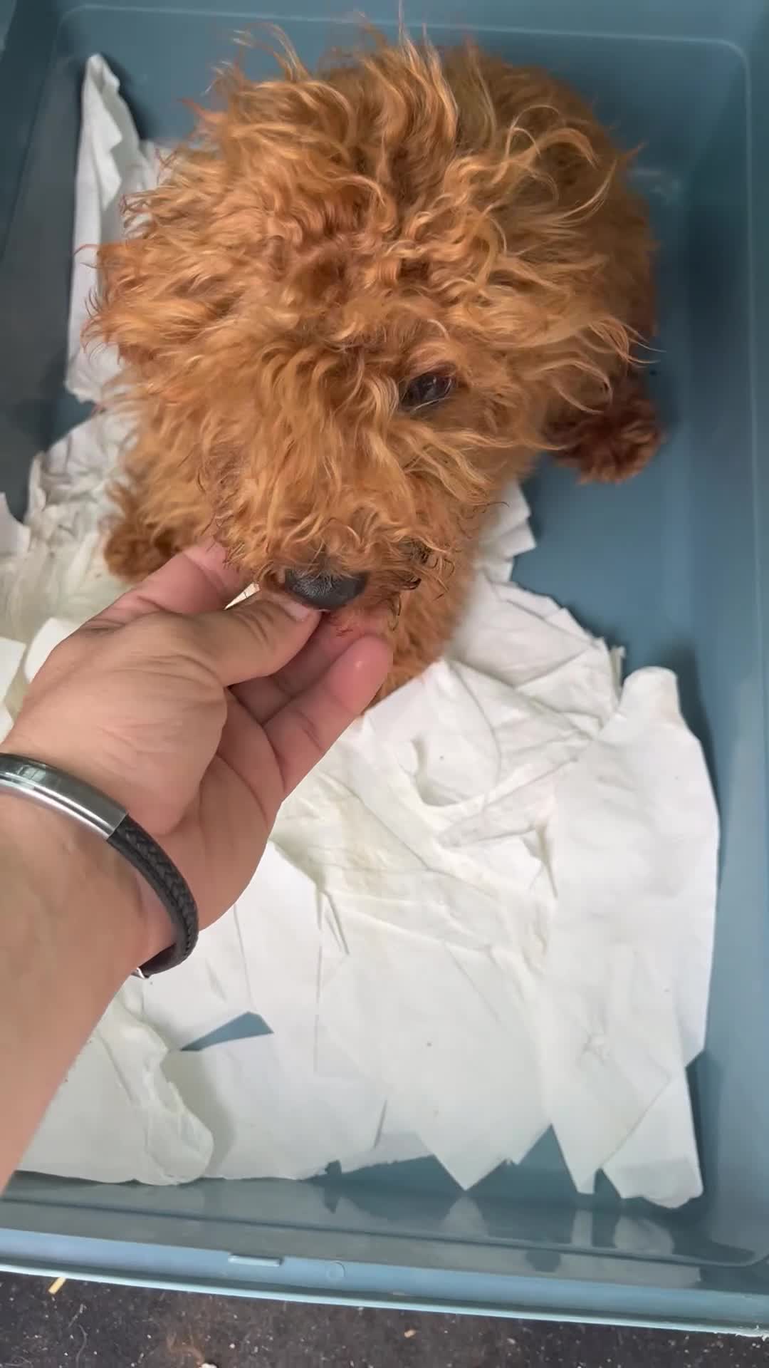 Caniche Toy perros en venta: CANICHE TOYS ROJO 10 MESES - Video 1