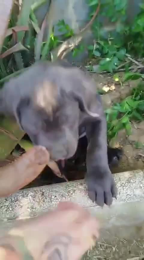 Cane Corso perros en venta: CANE CORSO - Video 1