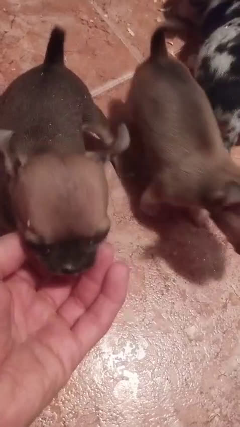 Chihuahua perros en venta: Hembra merle toys  - Video 1