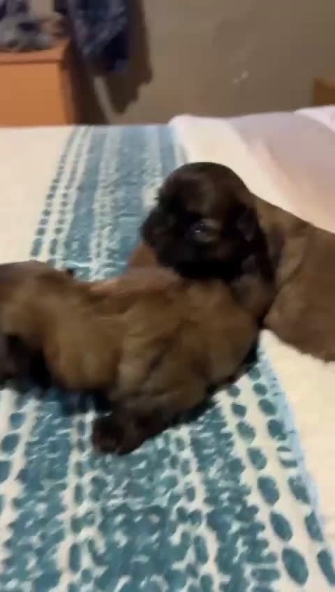 Shih Tzu perros en venta: Shiht-zu hembras y machos  - Video 1