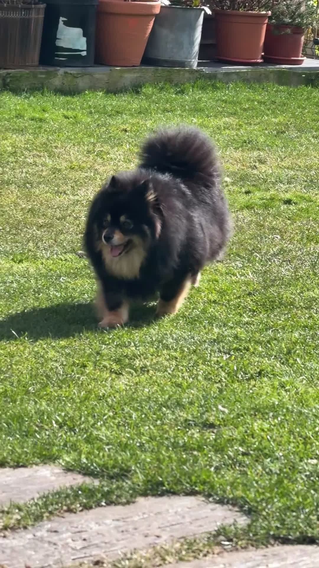 Pomsky perros en venta: Pomsky F2a  - Video 1