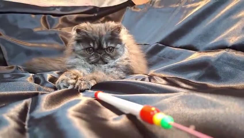 Persa gatos en venta: Precioso Gatito Persa - Video 1