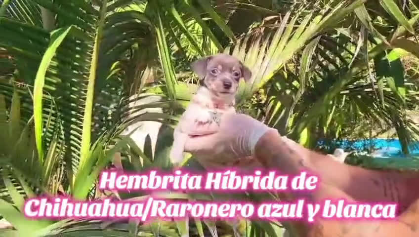 Raza Mixta perros en venta: Hibridos de chihuahua con ratonero,azules - Video 1