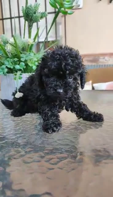 Caniche Toy perros en venta: Última hembra mini toy !!!caniche  - Video 1