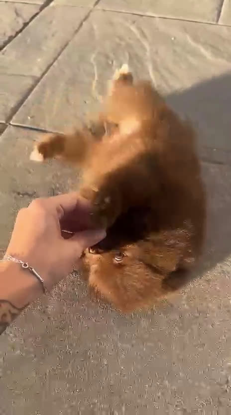 Pomerania perros en venta: Camadas de Pomerania - Video 1