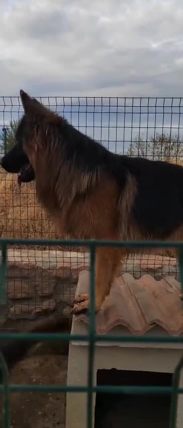 Pastor Alemán perros en venta: Último Cachorro  disponinle!! - Video 2