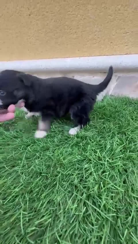 Border Collie perros en venta: Impresionantes Border Collie varios colores  - Video 2