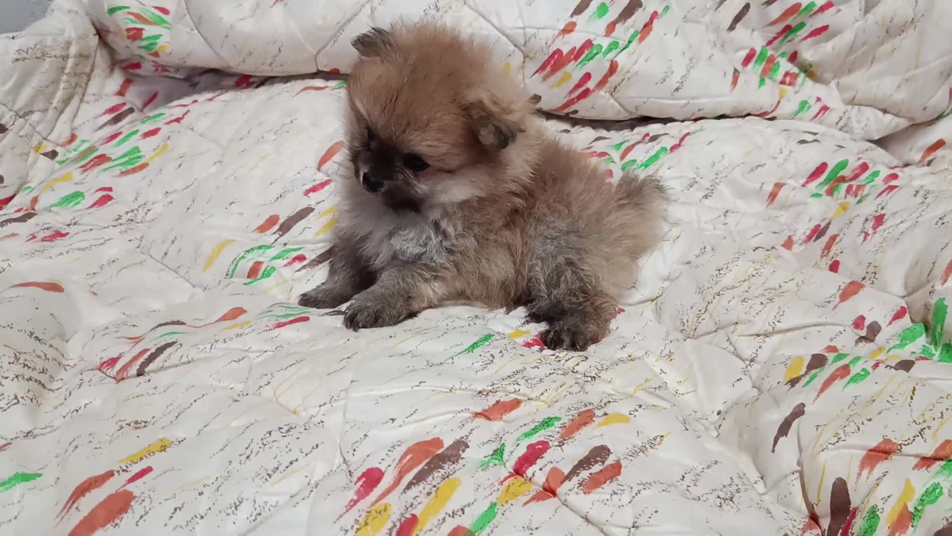 Pomerania perros en venta: POMERANIA MUY TOY MACHITO - Video 1