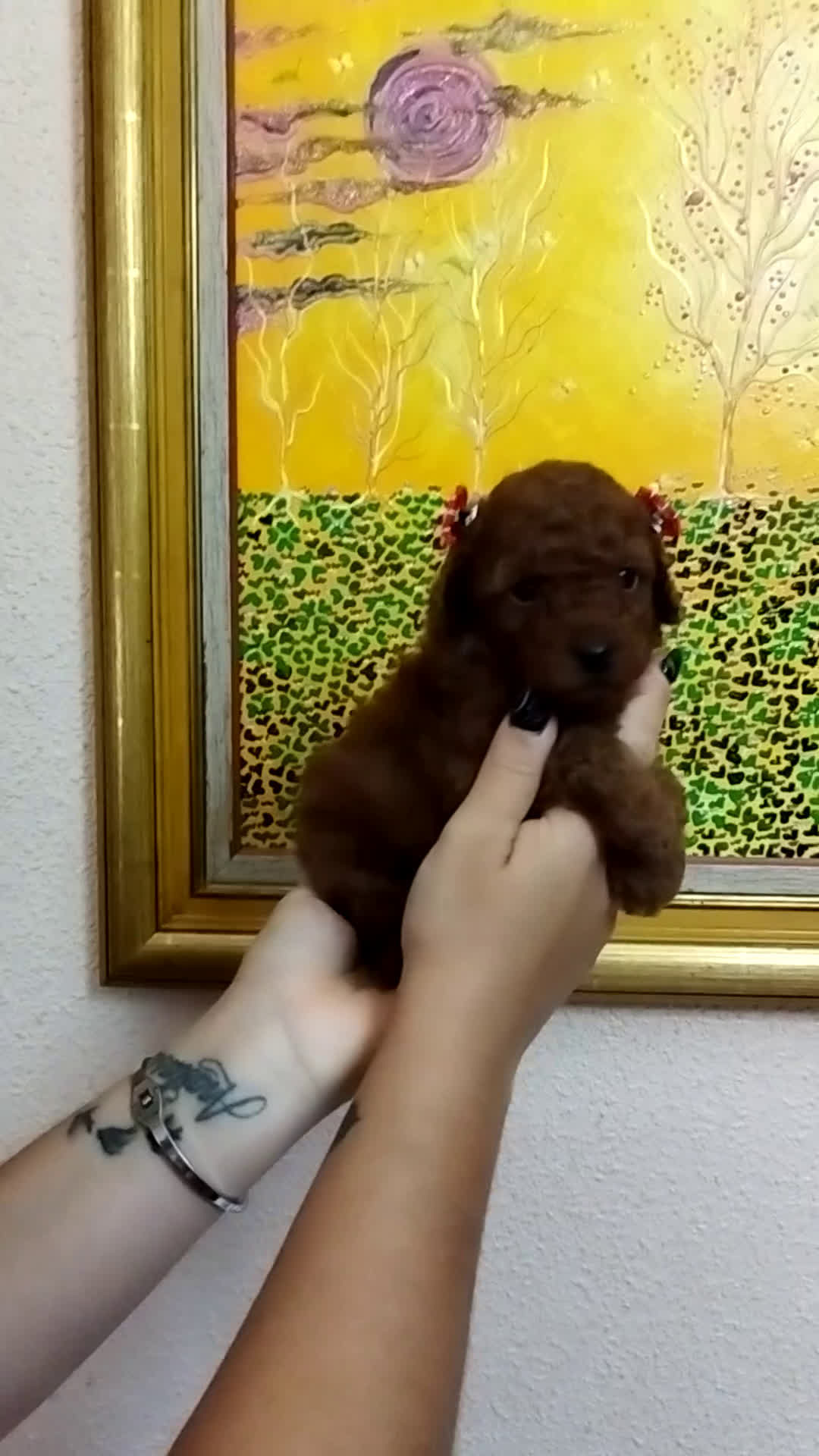 Caniche Toy perros en venta: CANICHE ROJO EXCLUSIVOS - Video 1