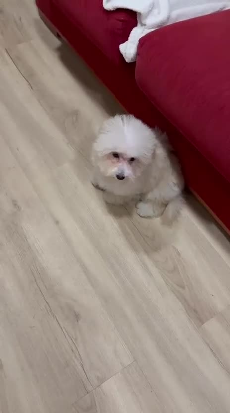 Maltipoo perros en venta: Maltipoo macho divino  - Video 2