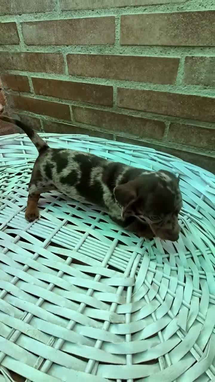 Teckel Miniatura perros en venta: Teckel arlequin chocolate kaninchen  - Video 2
