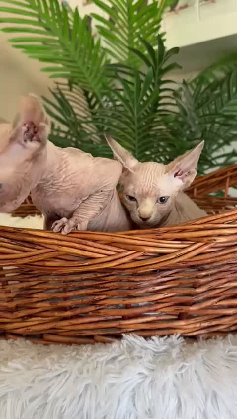 Sphynx gatos en venta: GATITAS SPHYNX - Video 1