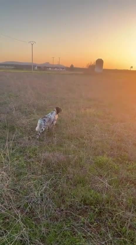 Setter Inglés perros en venta: Seter inglés  - Video 1