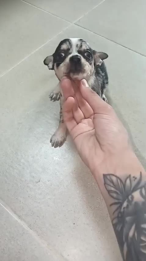 Chihuahua perros en venta: Chihuahua Merle macho  - Video 2