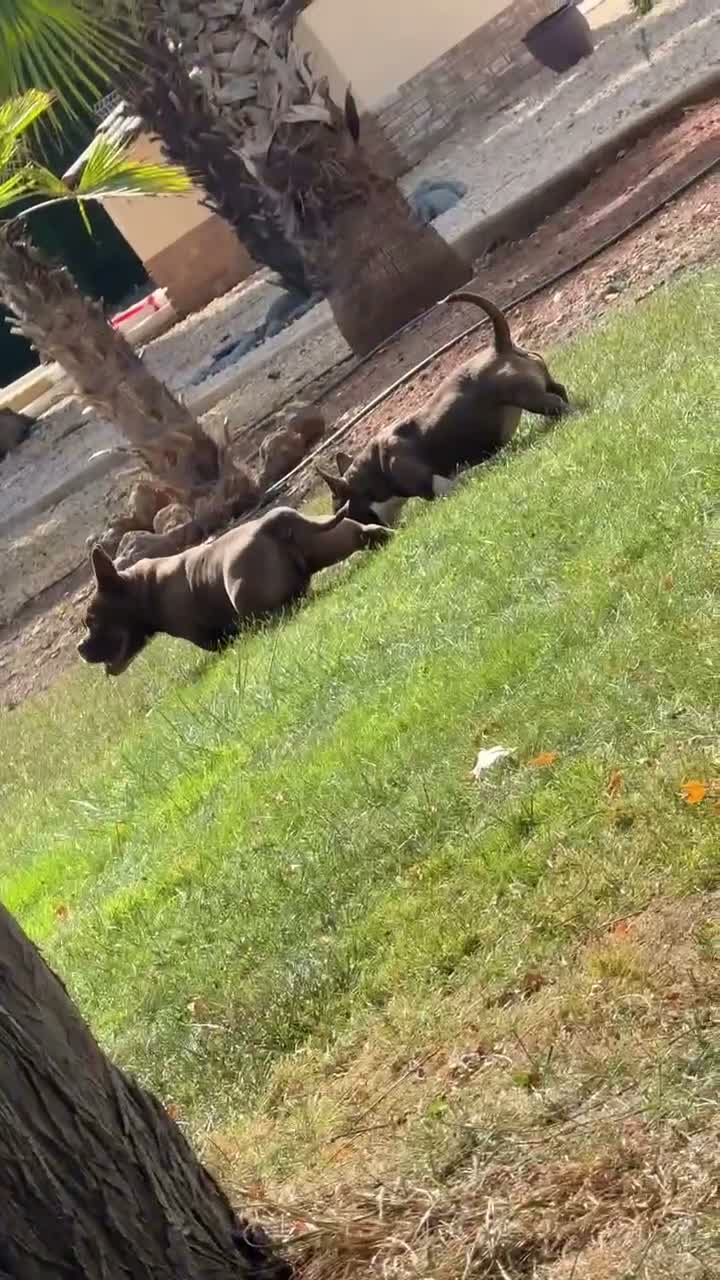 American Bully perros en venta: MICRO BULLYS EXÓTICAS 2 HEMBRAS DISPONIBLES  en Barcelona - Video 1