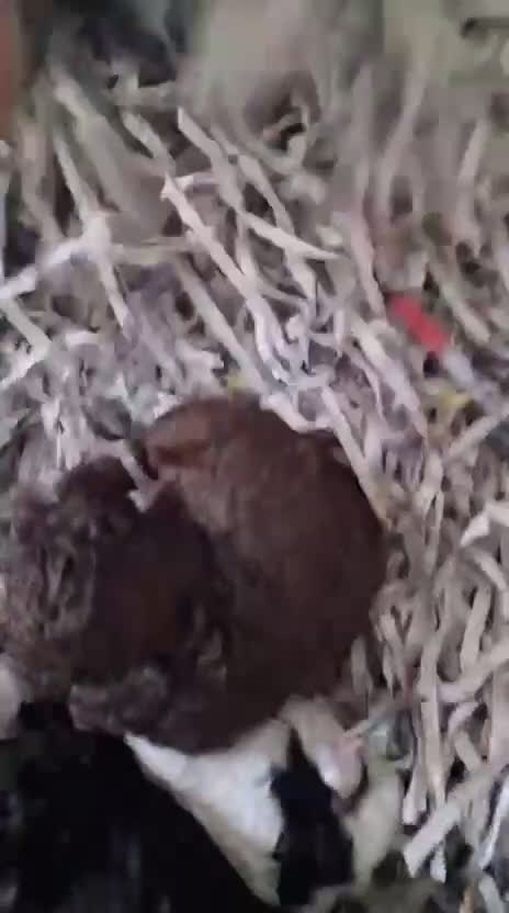 Perro de Agua Español perros en venta: PERRO DE AGUA ESPAÑOL - Video 2