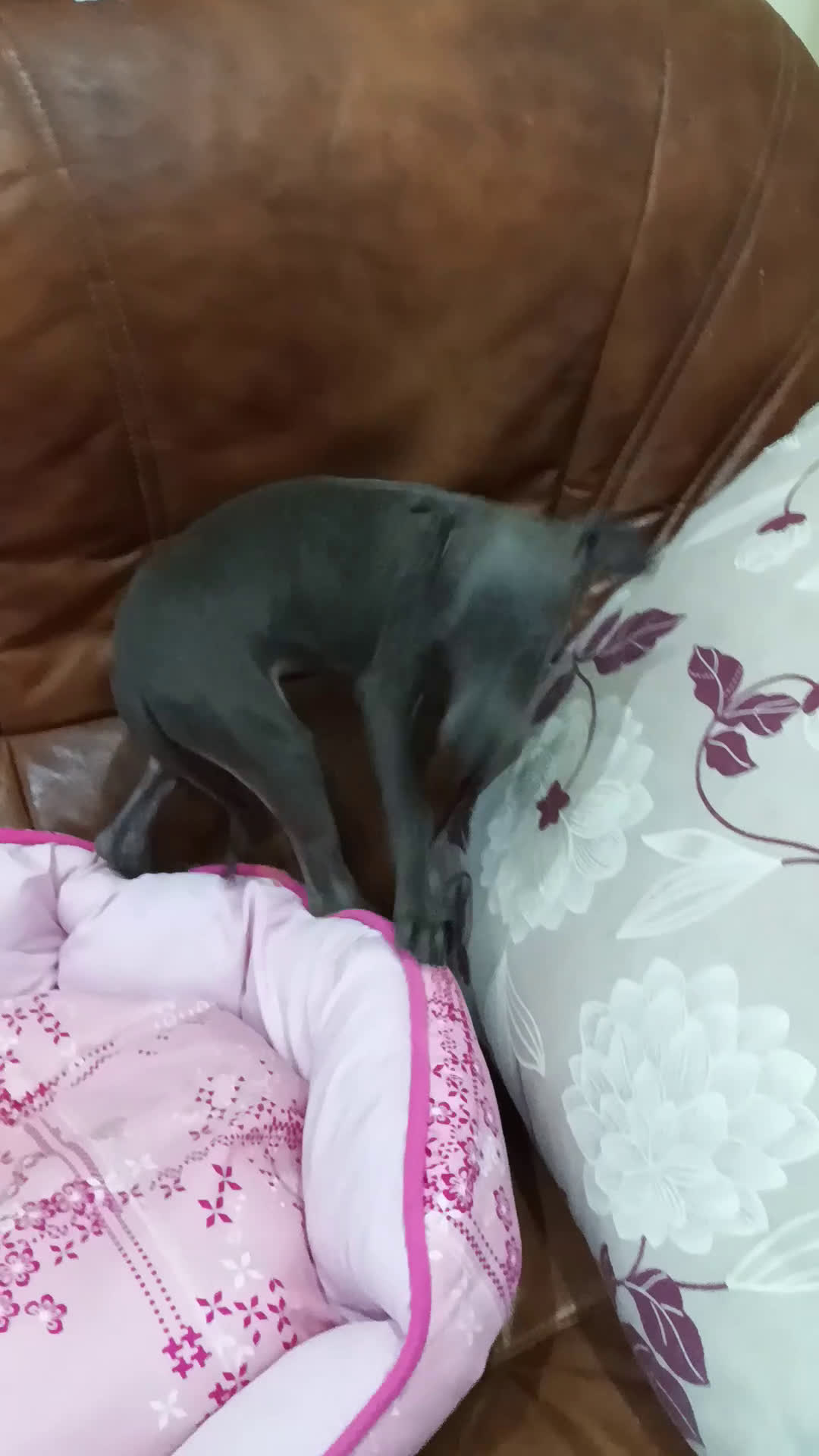 Pequeño Lebrel Italiano perros en venta: Piccolo lebrel blue - Video 2