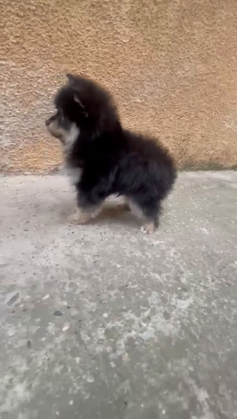 Pomerania perros en venta: Pomerania toy - Video 1